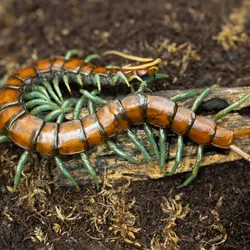 A centipede on the ground.