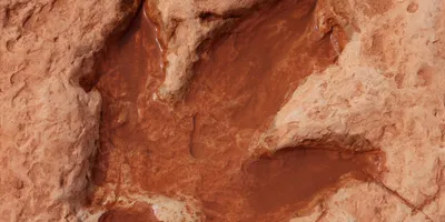 A large dinosaur footprint.