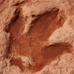 A large dinosaur footprint.
