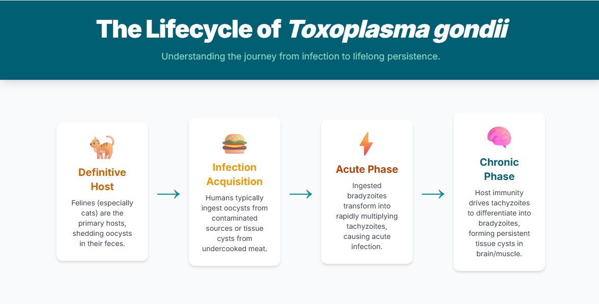Visual representation of the lifecycle of toxoplasma gondii