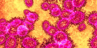 A visual representation of toxoplasmosis cysts at a cellular level.