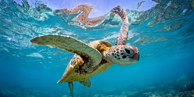 An eastern pacific green sea turtle underwater.