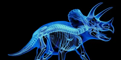 Digital X-ray style illustration of a triceratops dinosaur showing detailed skeletal and internal structures against a black background.