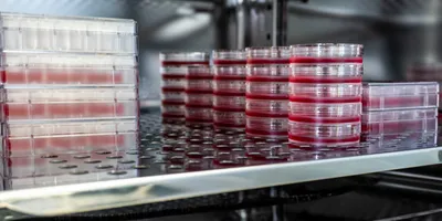 Cell culture dishes in incubator filled with mammalian cells