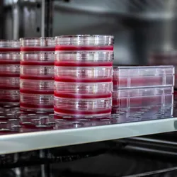 Cell culture dishes in incubator filled with mammalian cells