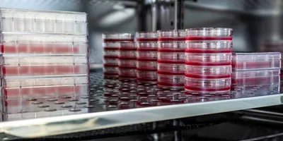 Cell culture dishes in incubator filled with mammalian cells