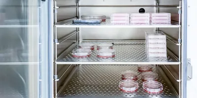 Interior view of a CO2 incubator with petri dishes and cell culture plates.
