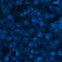 Bioluminescence image of Genome edited HeLa cells expressing HiBiT-EGFR, which is localized to the cell membrane and is complemented with purified LgBiT. Upon treatment with substrate, image was taken with the GloMaxTM Galaxy bioluminescent imager with a 120-second exposure time.