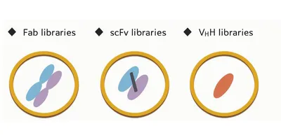 Creative Biolabs offerings.