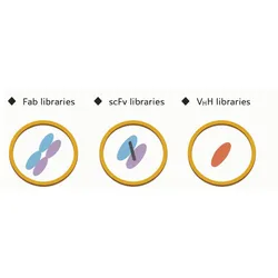 Creative Biolabs offerings.