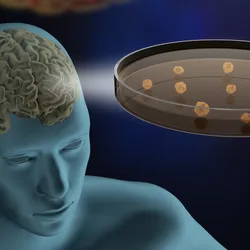 Illustration representing organoid research at the Standardized Organoid Modeling Center