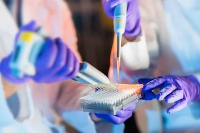 Scientists wearing purple nitrile gloves pipetting samples into a 96-well lab plate.