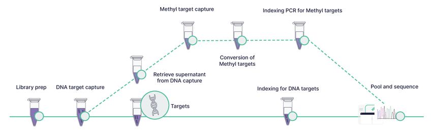The Agilent Avida Duo workflow enables the detection of DNA variants and methylation markers from the same sample input, with a fast turnaround time.