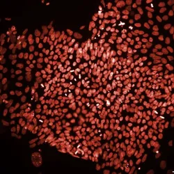 Microscope image of stem cell-derived cardiomyocytes for AI drug safety testing