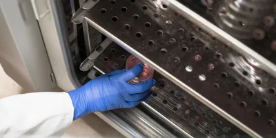 Scientist reaching into a CO2 incubator for cell culture plates