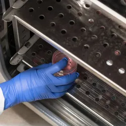 Scientist reaching into a CO2 incubator for cell culture plates