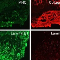 Staining results from an Amsbio differentiation kit.
