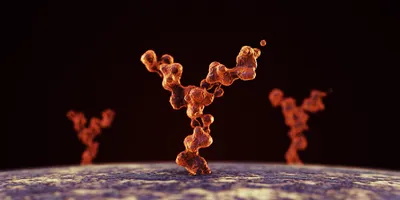 Illustration of intracellular antibodies stabilizing inside cells