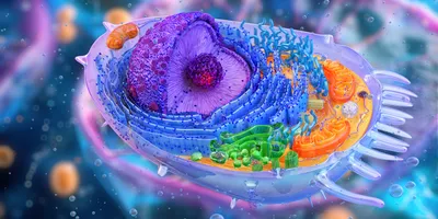 Visual of a cell with expanded organelles for microscopy research