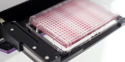 96 well microplate loaded in a microplate reader