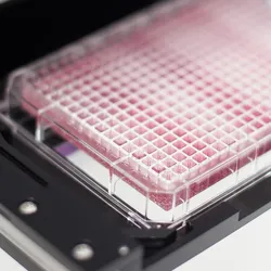96 well microplate loaded in a microplate reader