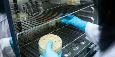 Close-up shot of a petri dish for checking an antibiotic in the laboratory.