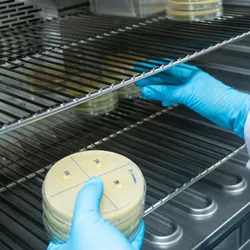 Close-up shot of a petri dish for checking an antibiotic in the laboratory.