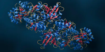 Illustration of enzyme structure