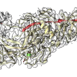 Calcium binding site in Mfa1 from cryo-electron microscopy