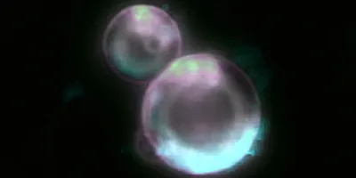 Synthetic cells in a dark background, representing SpudCell technology.