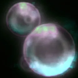 Synthetic cells in a dark background, representing SpudCell technology.