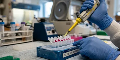 Gloved hands pipetting master mix into PCR strip tubes