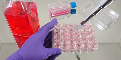 scientist pipetting cell culture serum