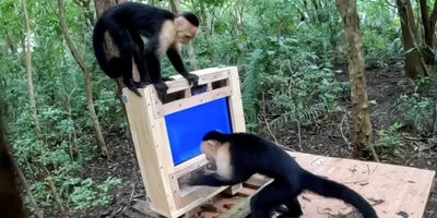 Capuchin monkeys interacting with the CapuchinAI testing platform in the forest.