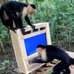Capuchin monkeys interacting with the CapuchinAI testing platform in the forest.