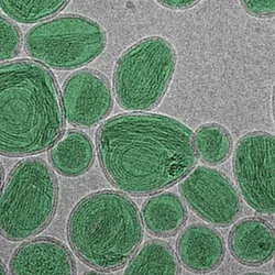 Nanoparticles highlighted in microscopy for size measurement studies