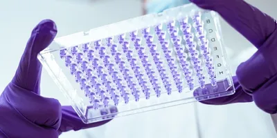 A lab technician wearing purple gloves holds up an Azenta custom PCR plate containing purple liquid, demonstrating clear well visibility for molecular diagnostics.