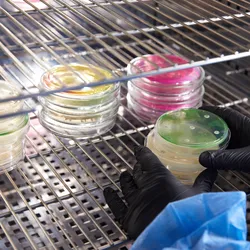 Gloved Hand of a Technician or scientist working holding petri dishes in the microbiology laboratory.