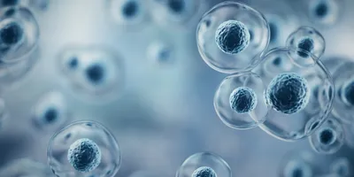 Cellular structures relevant to organoid and organ-on-chip technology.