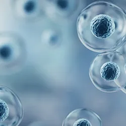 Cellular structures relevant to organoid and organ-on-chip technology.