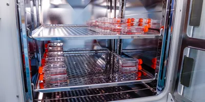 cell culture samples in laboratory incubator