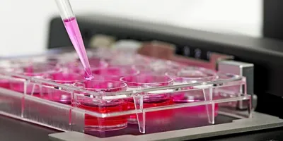 The tip of a pipette depositing liquid on a cell culture in the laboratory