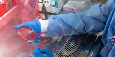 Scientist working in a biosafety cabinet with petri dish.