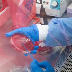Scientist working in a biosafety cabinet with petri dish.