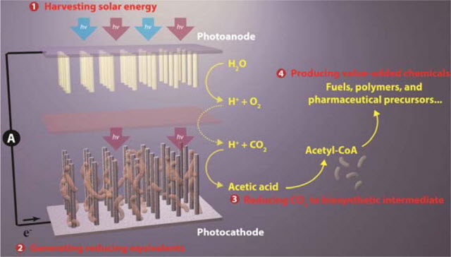 Direct solar-powered production of value-added chemicals 