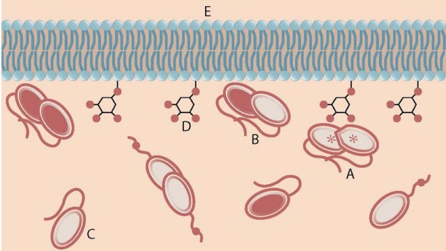 activated PTEN dimer