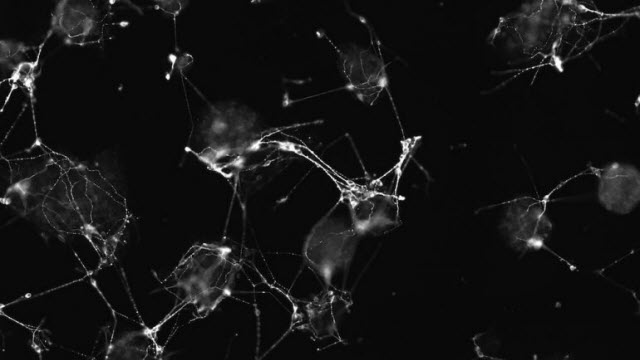controlling stem cells with light