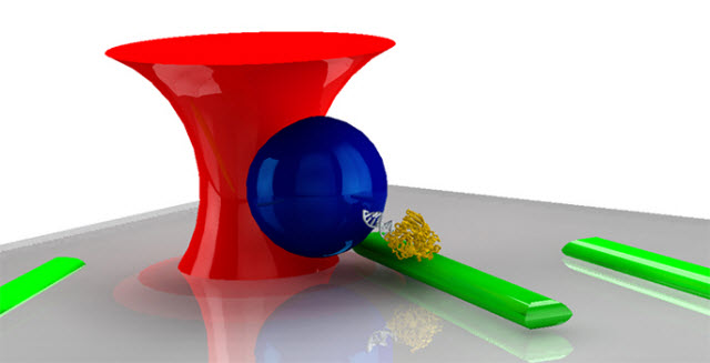Illustration of the system used to measure the behavior of an individual cellulase molecule