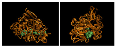 Front- and side-view of the catalytic domain of TrCel7A which shows how it digests a strand of cellulose, shown in green