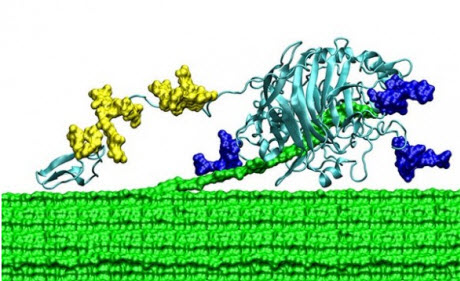 Supercomputer simulation showing TrCel7A digesting a strand of cellulose